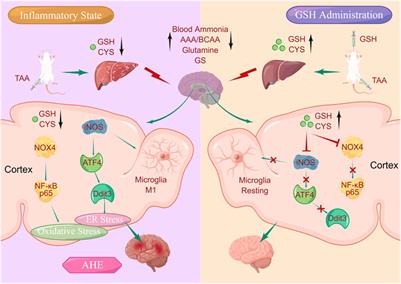 Feasibility exploration of GSH in the treatment of acute hepatic encephalopathy from the aspects of pharmacokinetics, pharmacodynamics, and mechanism